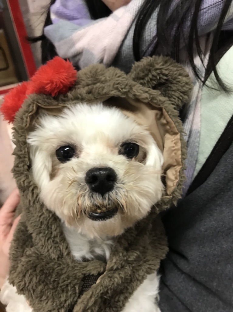 【運命の赤い糸見～つけた💓ヨークシャーテリアのマリーちゃん💕】